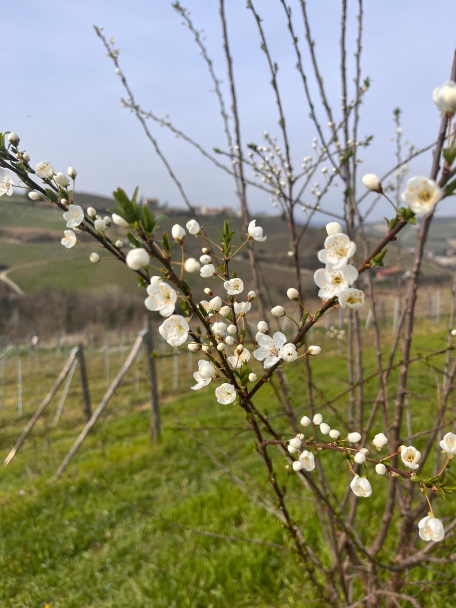 Готель Le Cornici - Cascina Di Charme Діано-д'Альба Екстер'єр фото